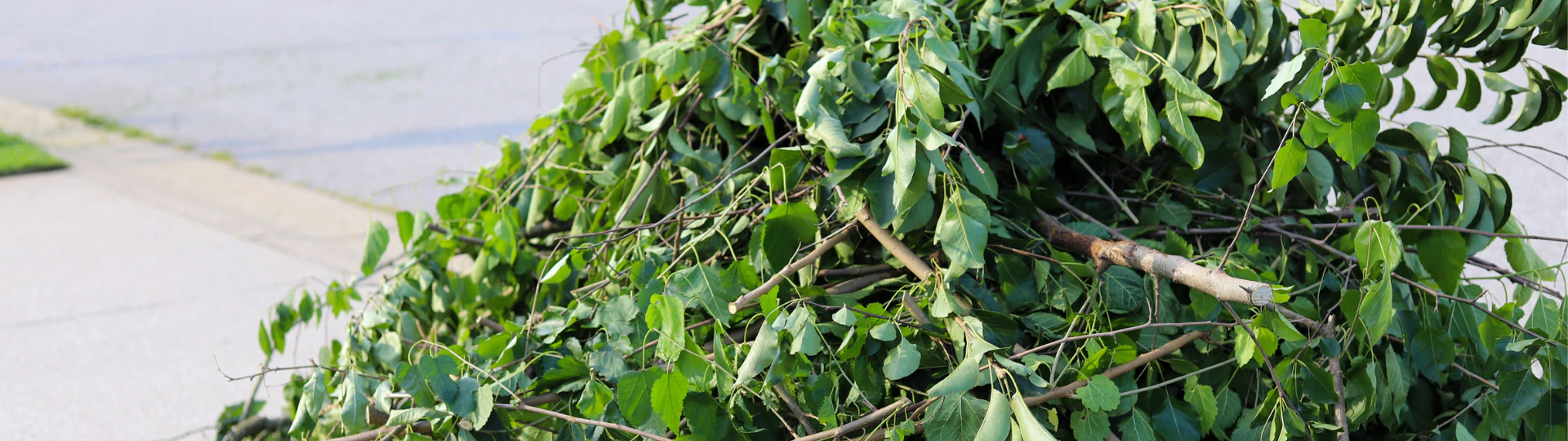 Gathered Vegetation Removal Services breadcrumb
